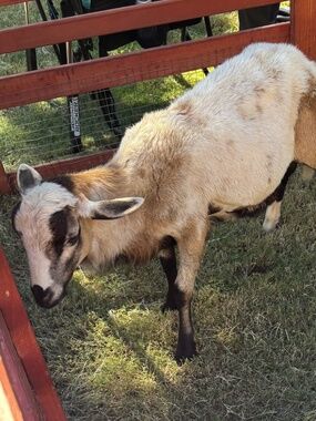 Baa